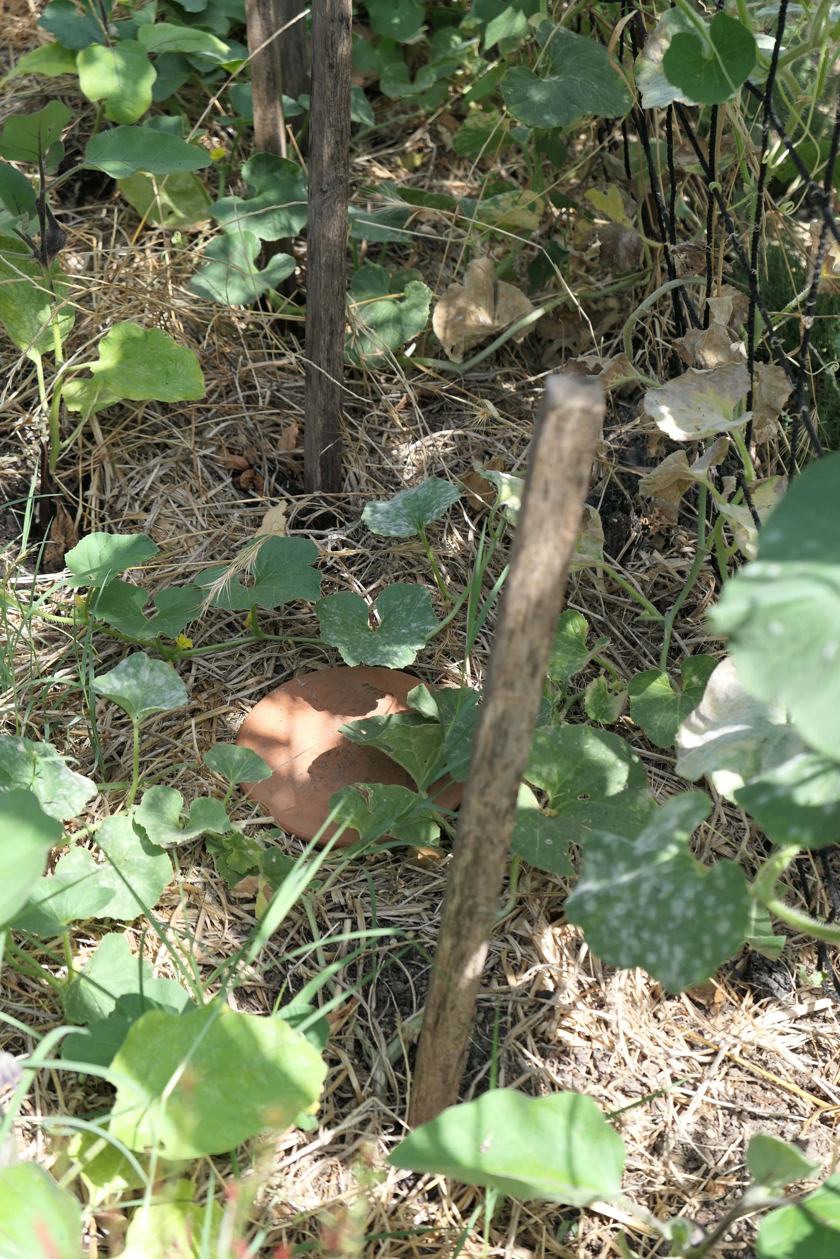 Oyas enterré au potager