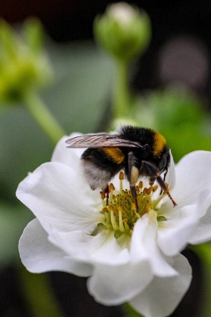 Bourdon butinant une fleur