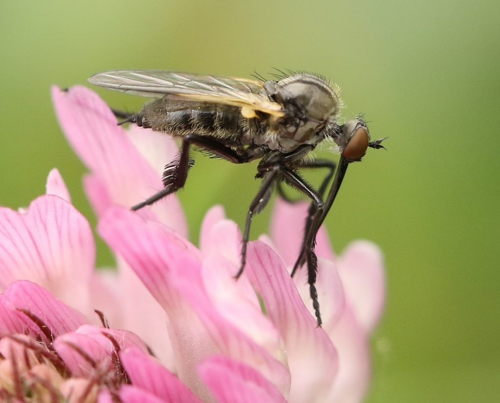 Empis decora - (c)Brigitte (galerie-insecte.org)