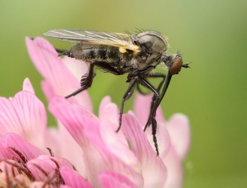 Empis decora - (c)Brigitte (galerie-insecte.org)