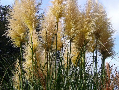 Herbe de la Pampa, une invasive émergente © Pixa Bay