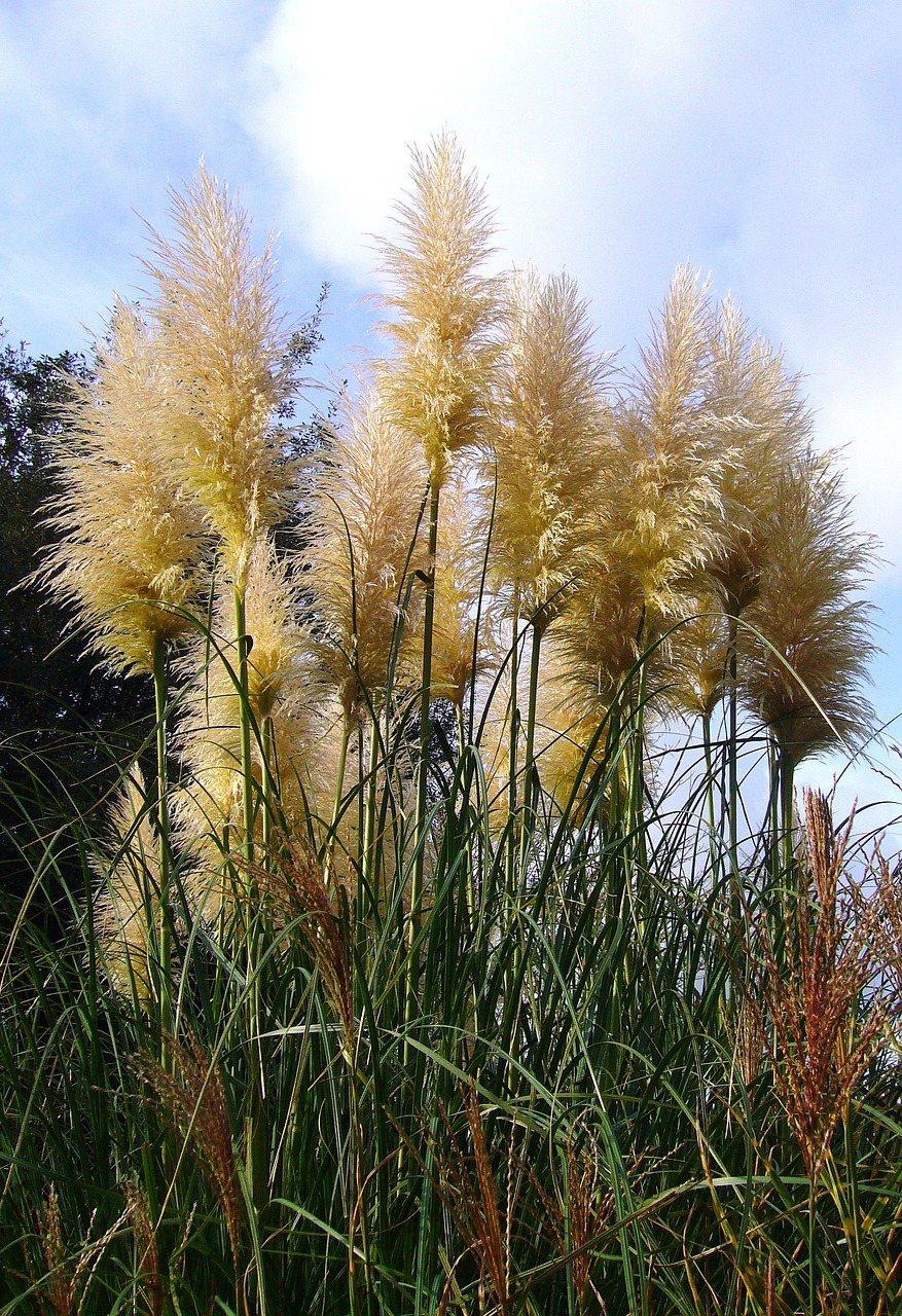 Herbe de la Pampa, une invasive émergente © Pixa Bay