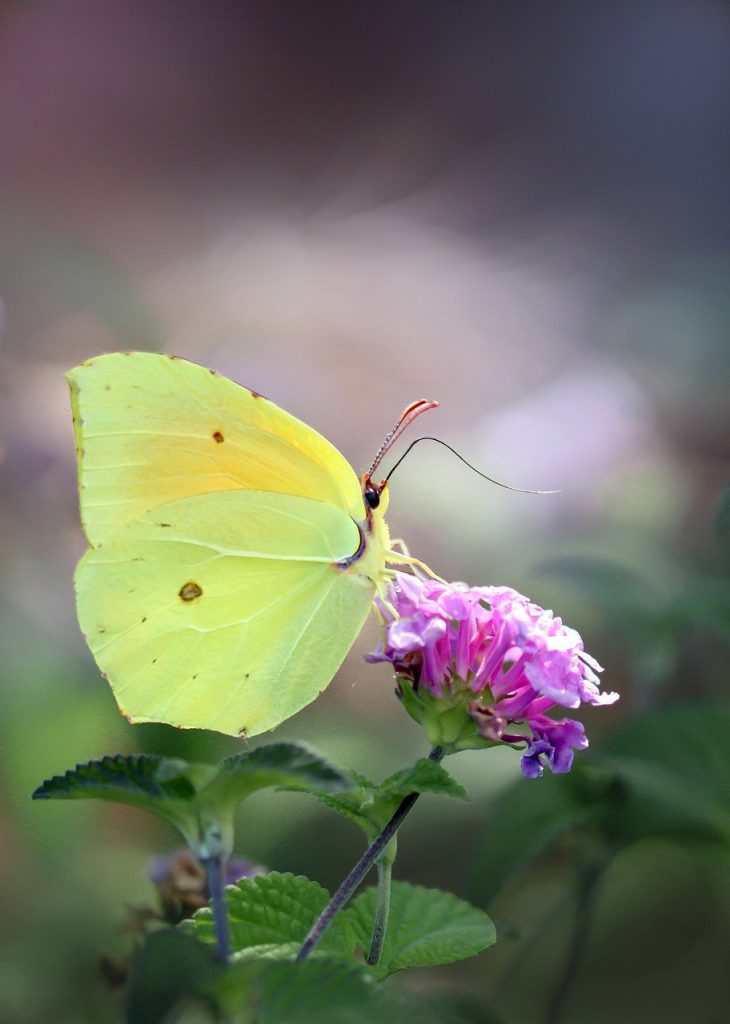 Papillon citron butinant une fleur