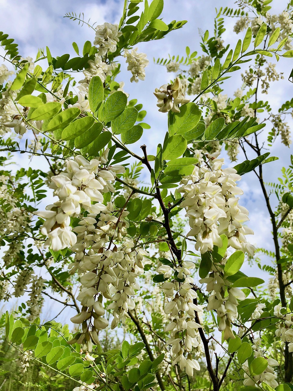 Robinier faux acacia © Pixa Bay