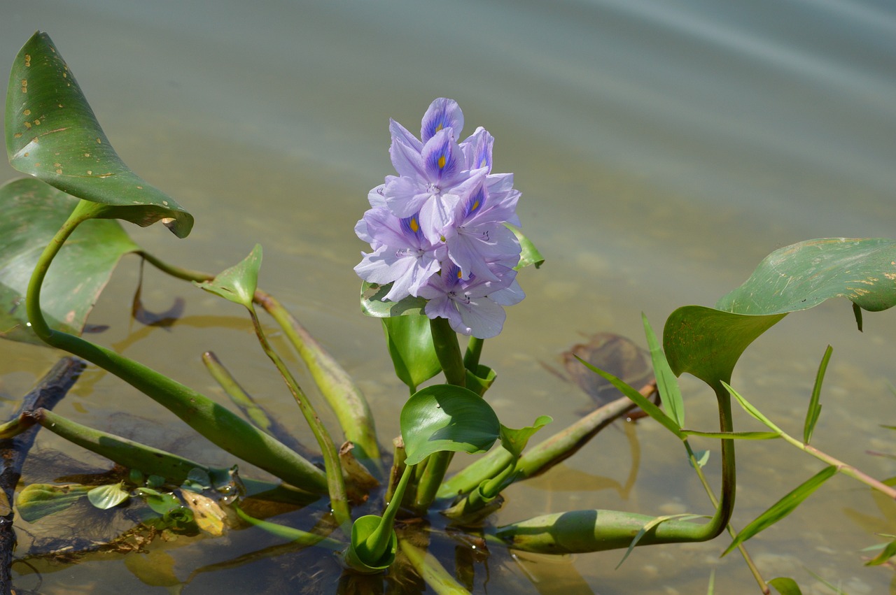 Jacinthe d'eau © Pixa Bay