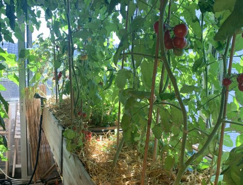 Plants de tomates sur un balcon, Concours Jardiner Autrement 2022