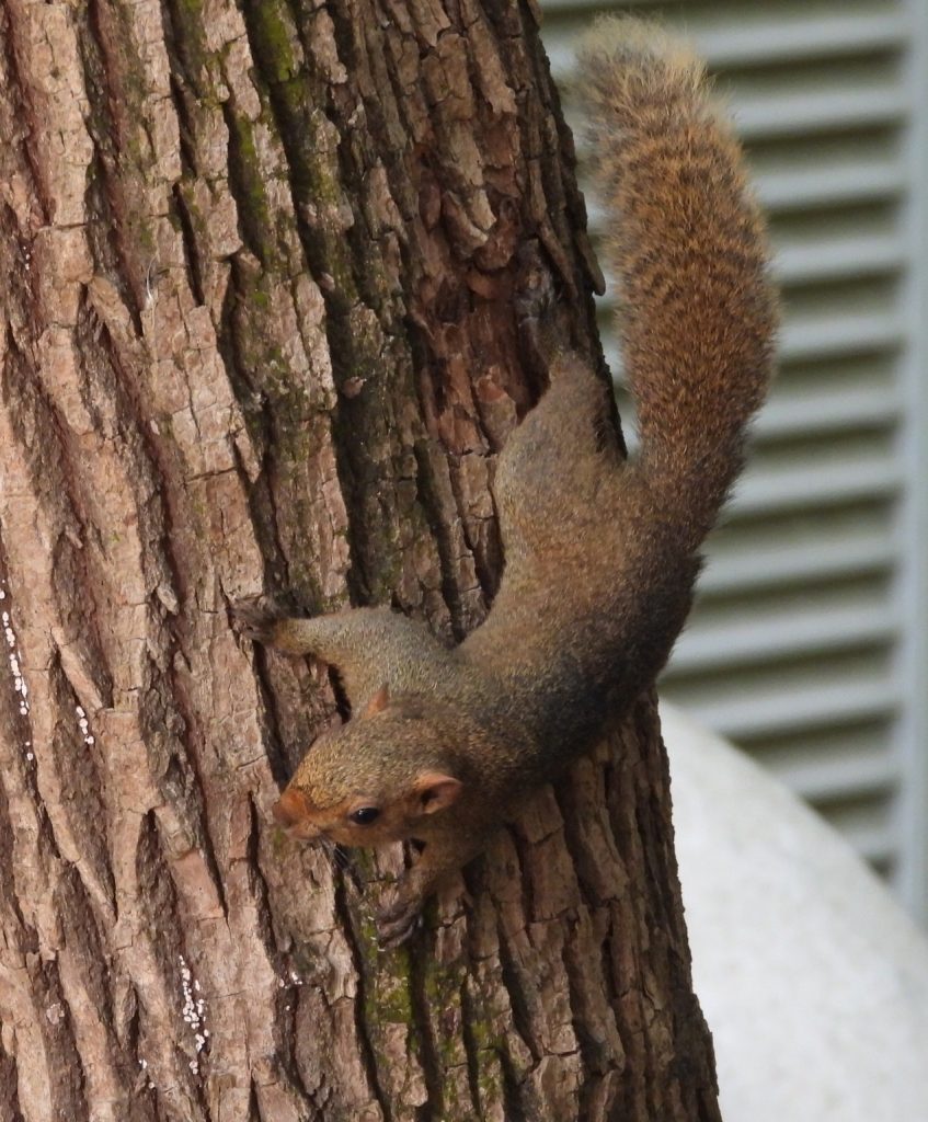 Callosciurus erythraeus