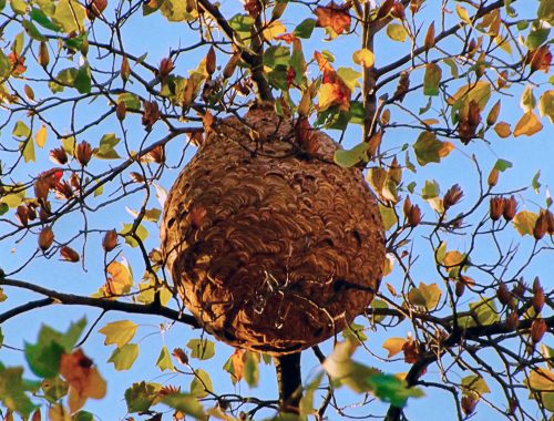Nid de Vespa velutina © Paula Jorge CC BY-SA 4.0 , via Wikimedia Commons