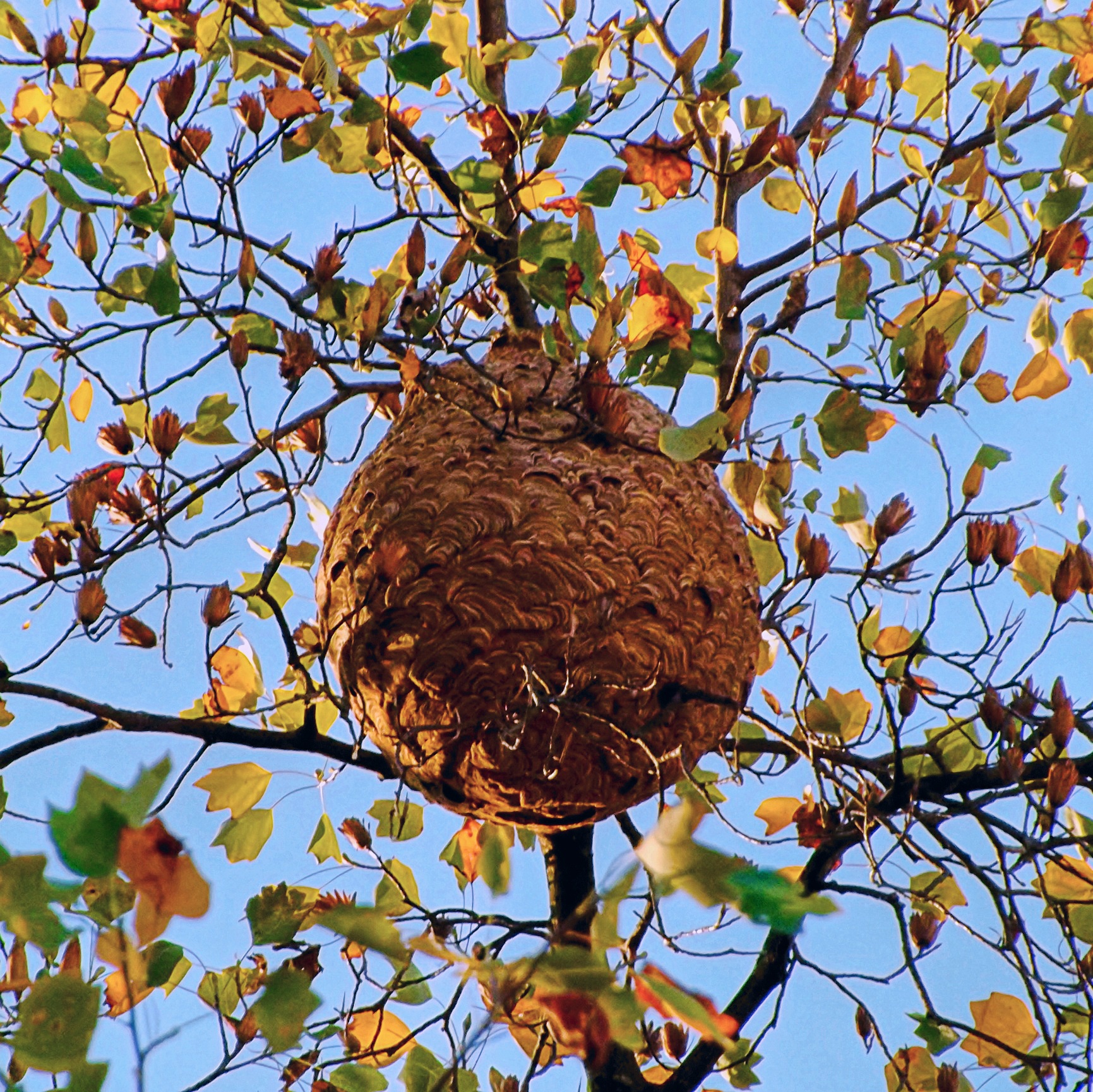Nid de Vespa velutina © Paula Jorge CC BY-SA 4.0 , via Wikimedia Commons Nid de Vespa velutina © Paula Jorge CC BY-SA 4.0 , via Wikimedia Commons